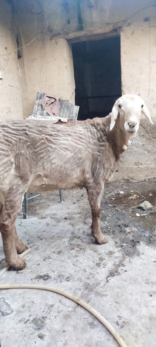 Zotga quchqor sotiladi arashan buyi uzun chiroyli qo'chqor