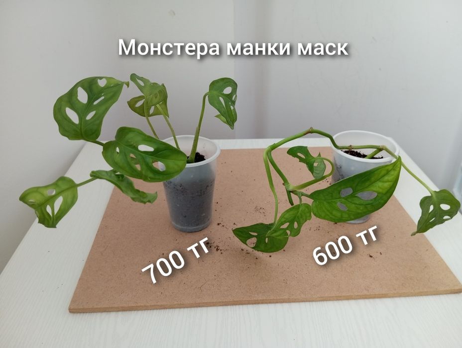Үй гүлдері/Комнатные растения