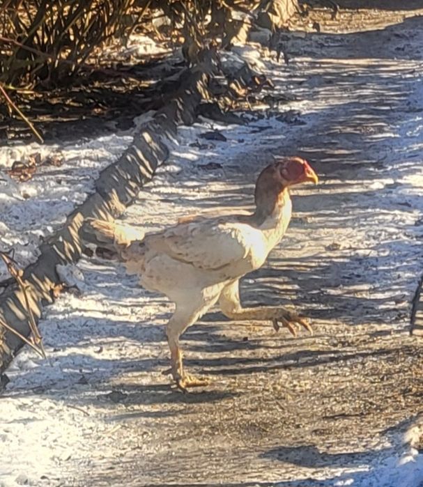 Куры даканки, распродажа