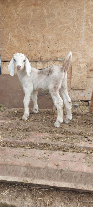 De vânzare țăpic  anglo-nubian