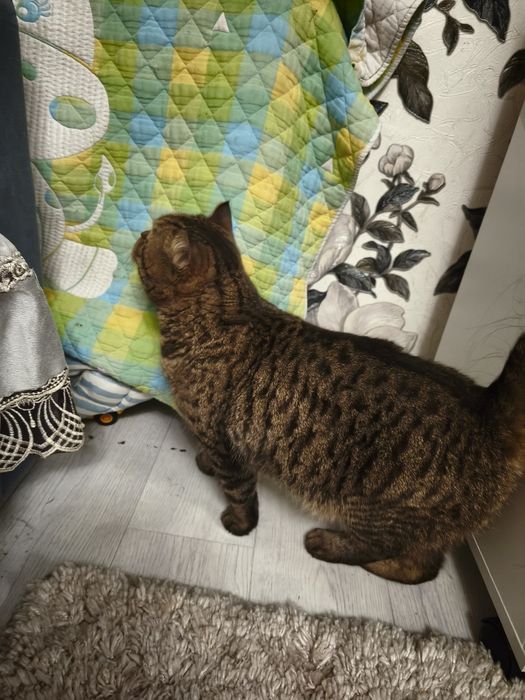 Срочно отдам кота батона