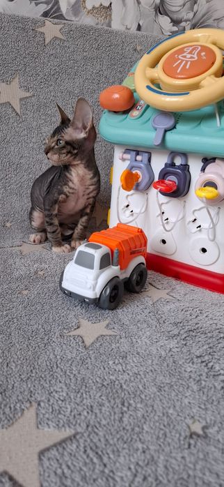 Донские Сфинксы Мальчик и Девочка.