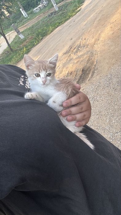 Котенок в добрые рукм
