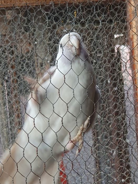 Продавам папагали