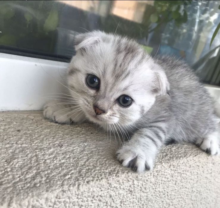 Вислоухий котенок