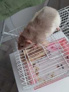 Отдам крысёныша с клеткой