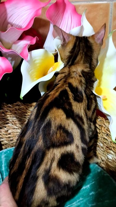 Красотка Бенгальская - ЗОЛОТО