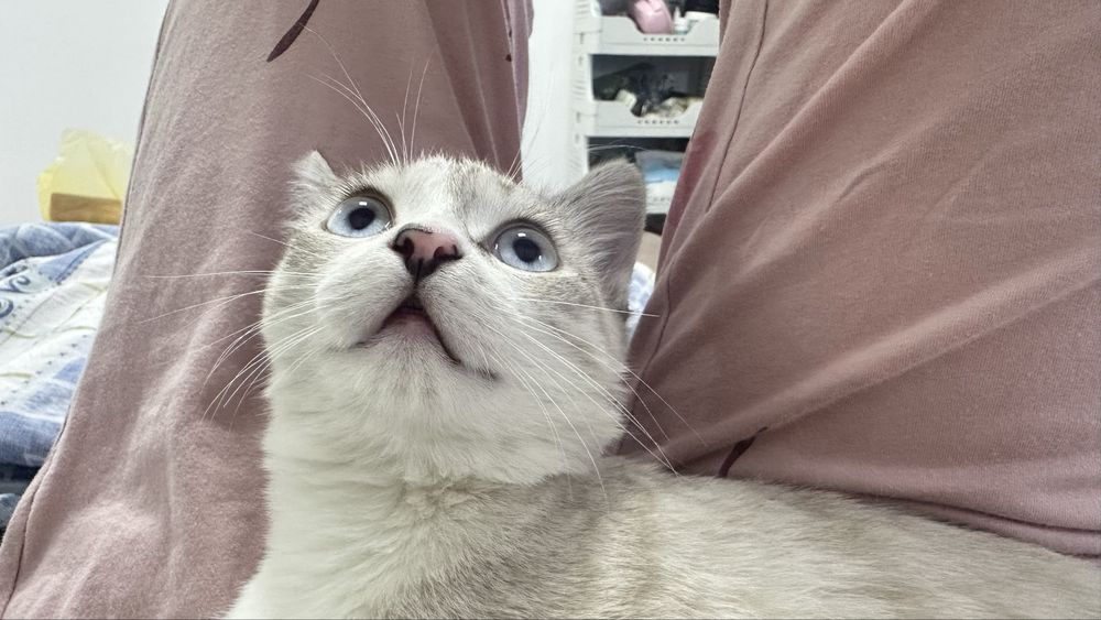 Белый сиамский кот