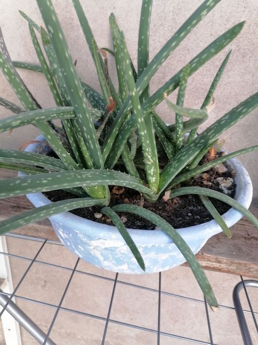 Домашние цветы алой вера