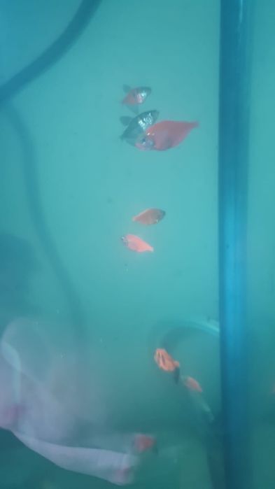 Рыбы аквариумные