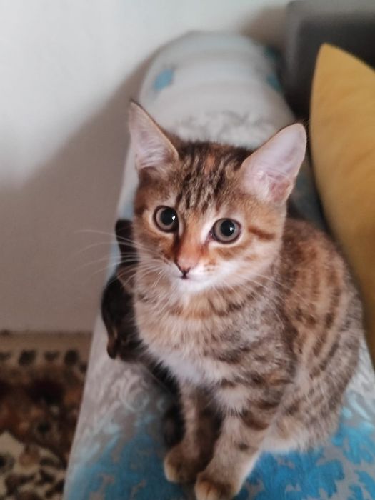 Отдам котята в добрые руки