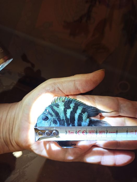 Продам сапфировых попугайчиков панда крупные 75.т.рыбка поменьше 50.т.