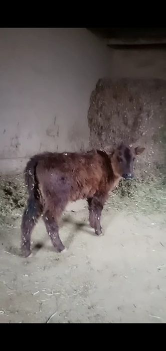 Бұзаулы Сиыр сатылады.