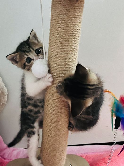 Отдам котенка (девочка)