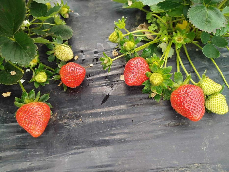 разсад За ягоди само сега при нас на промо цена 0.25 EUR