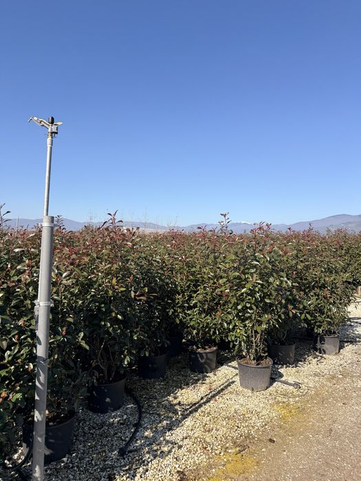 Photinia Red Robin tufa /tija (Plante ornamentale )