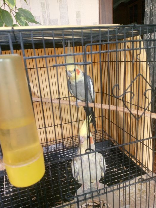 Животные птицы попугаи карелла с клеткой большой пара имеется гнездо и