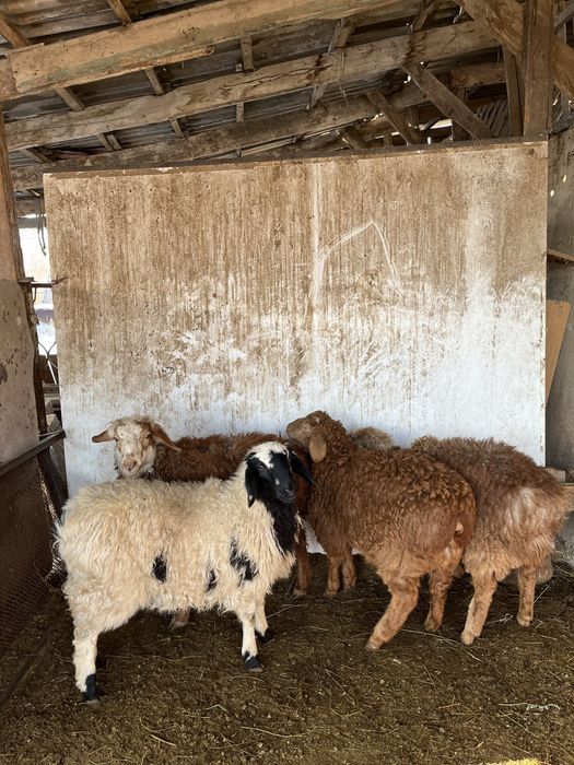 Семіз тоқтылар сатылады