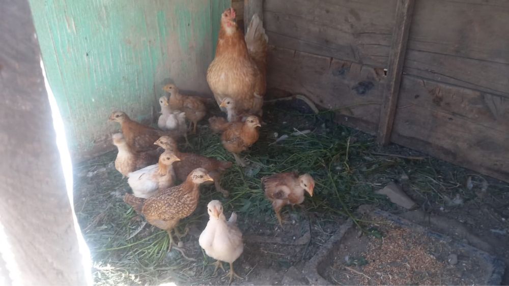 Продам домашних курей