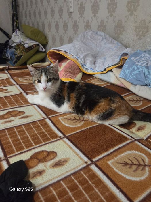 Отдам в добрые руки