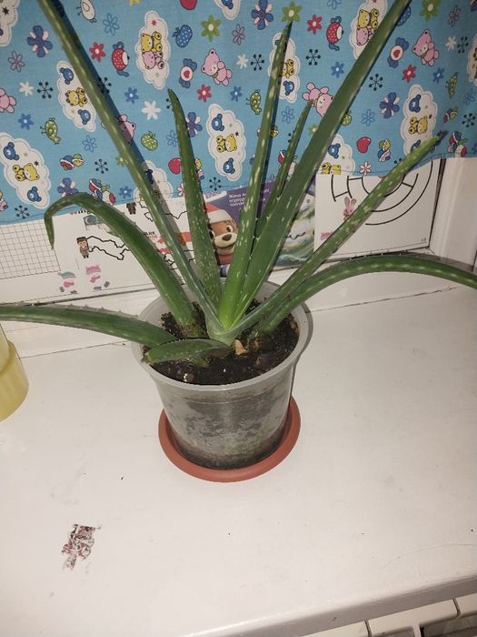 Комнатные растения