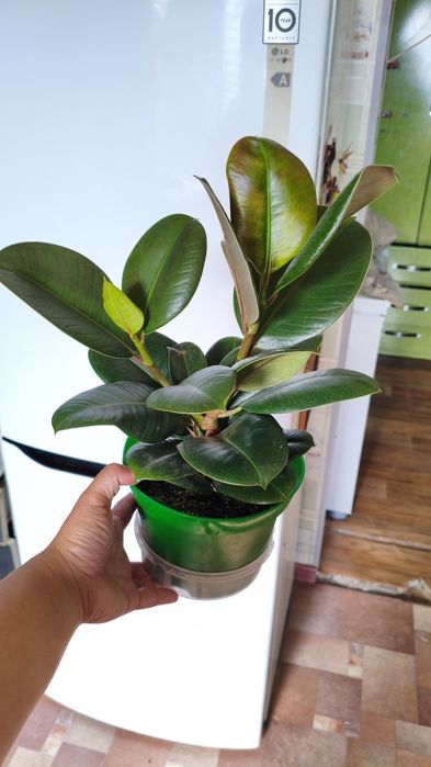 Продам фикус каучуконосный