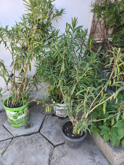 Цветы аляндра.белые .розовые