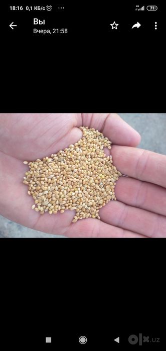 Tariq, taritarixx, Тариқ,просо, millet сотилади