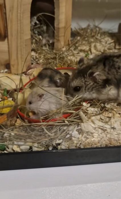 Продам хомячат джунгариков