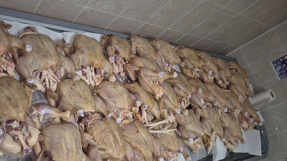 Pasari de curte disponibile,în viu și taiate