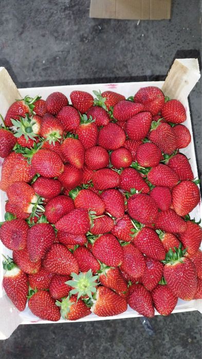 Продаем Свежую Отборный клубнику КГ 2.500