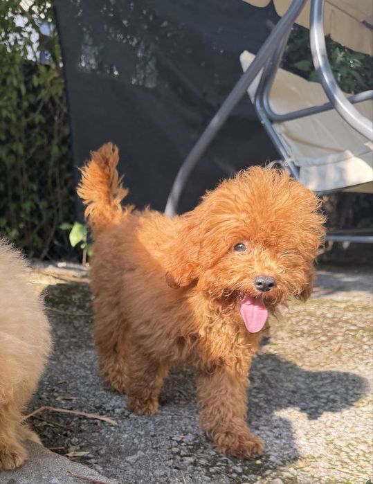 Чистокръвен Той пудел момченце - Toy Poodle