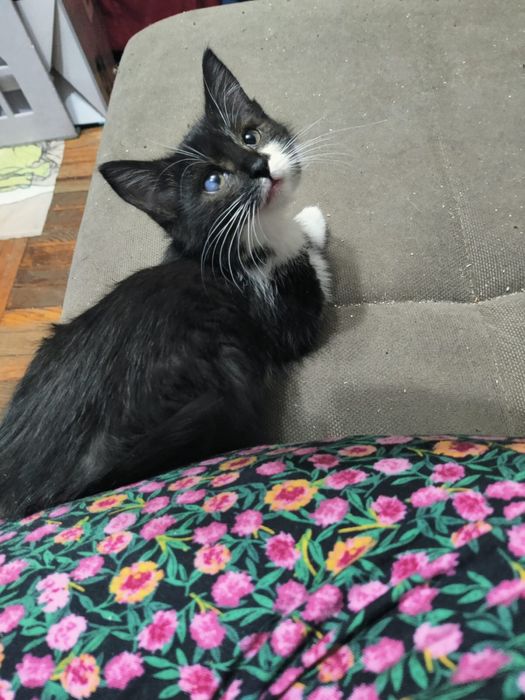 котята котята котята