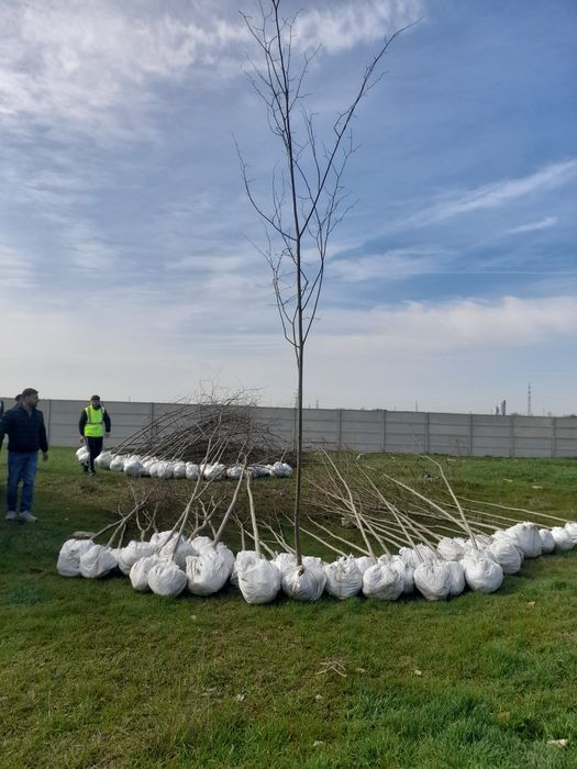 Amenajări grădini Leylandii photinia  Evudimus  Prunus