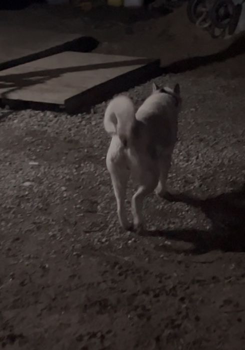 Западно-Сибирская Лайка девушка