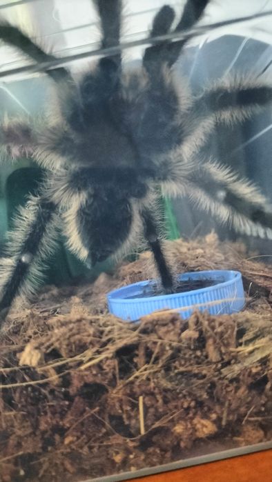 паук птицеед   Альбопилосум