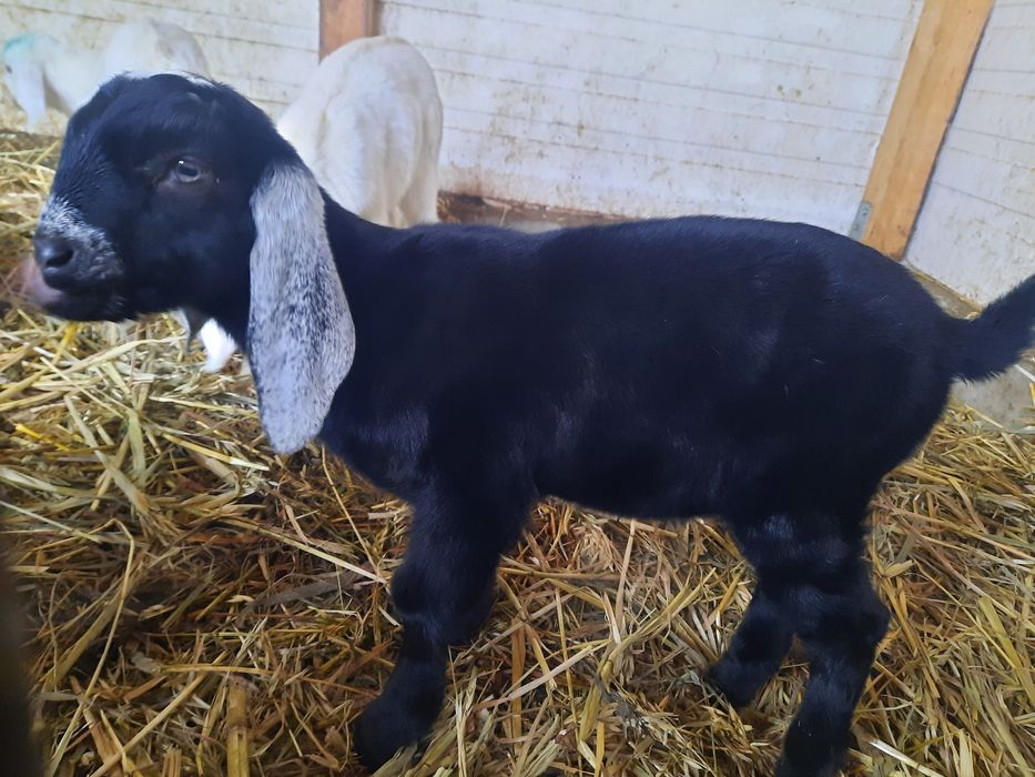 Vand Țapusor anglo-nubiana pur.