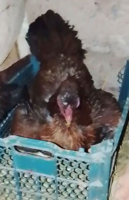 Курик тауык сатылады