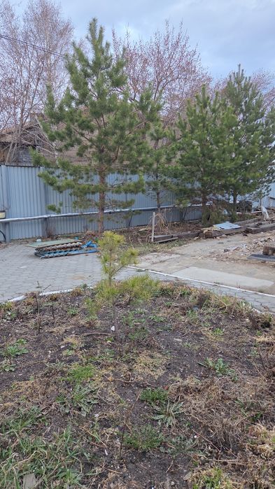 Шырша,карагай сатамын ПРОДАМ ели,сосны ели