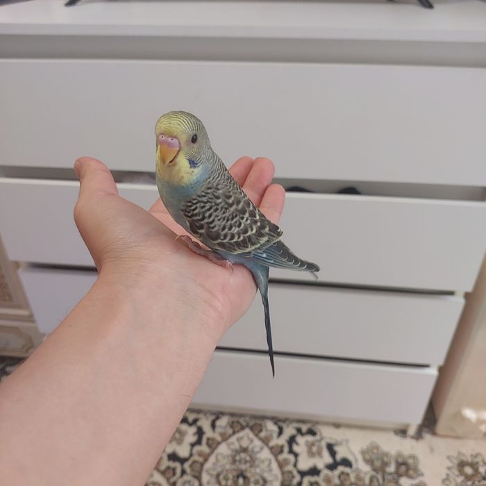 Ручные птенцы попугаев