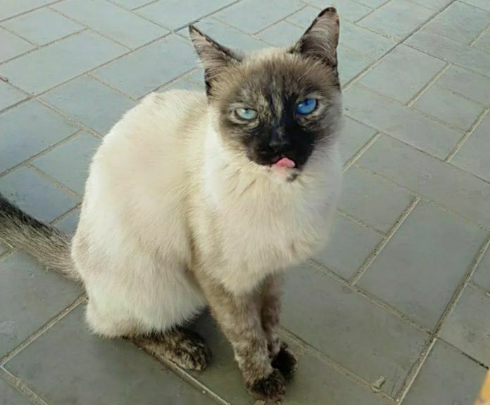 Қыз мысық құмға шығады  таза мысық зат таңдамайды