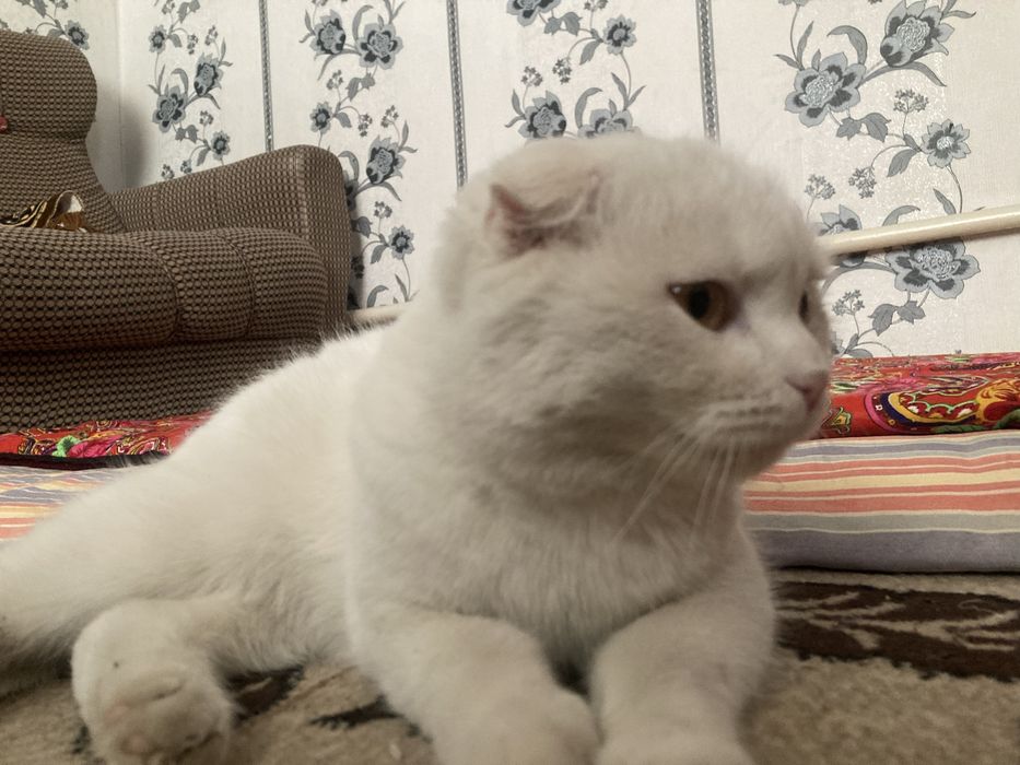 Продаются котята!!!