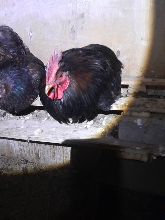 Инкубационное яицо