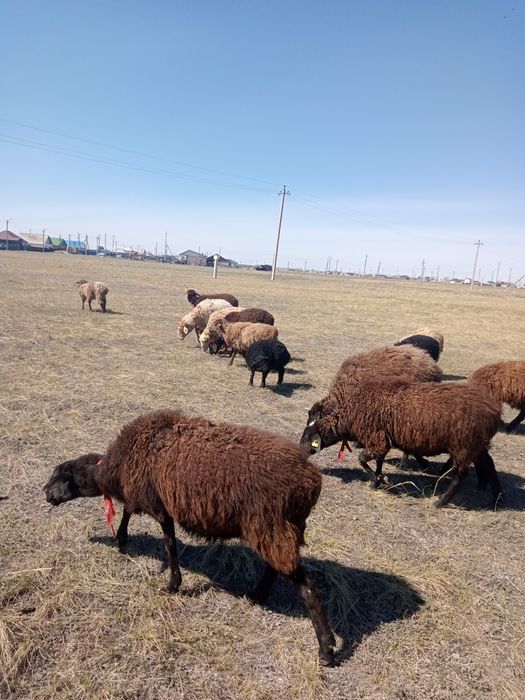 Продам 14 баран цена 900тыс