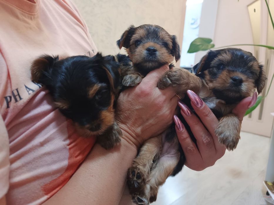 Продам щенков йоркширского терьера