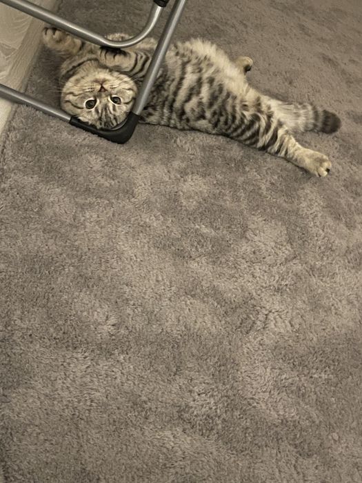 Ищу невестку для своего кота