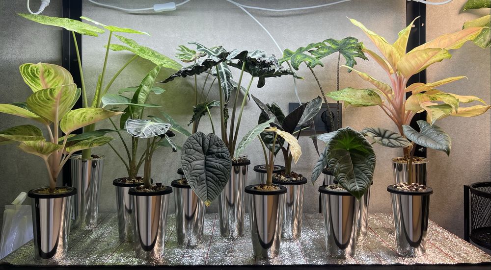 Стаканы для растений