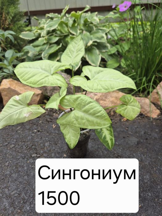 Продам комнатные цветы
