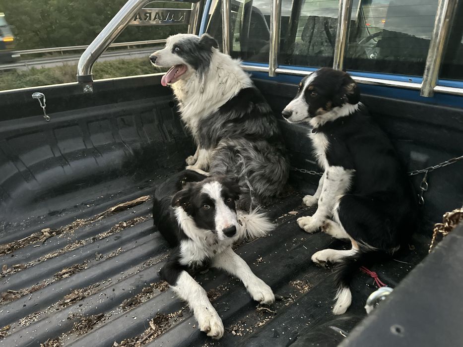 Border Collie Negru-Alb Linie de lucru