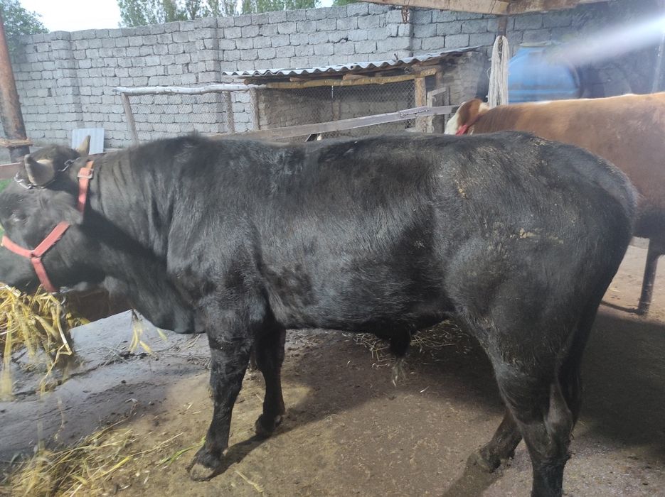 Qurbonlik ucun mol qoylarimiza bor xalol pokiza aqiqa exsonlaga xam bo